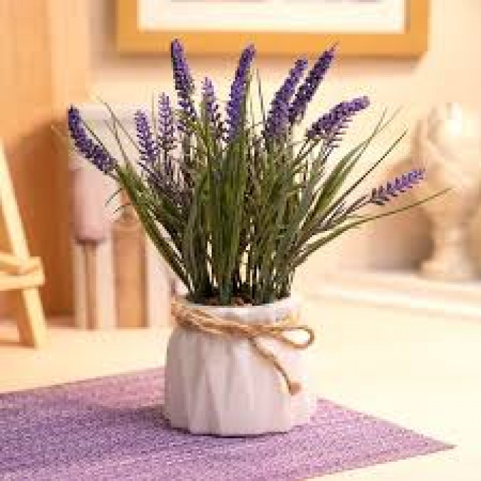 Лаванда в Шахтинске