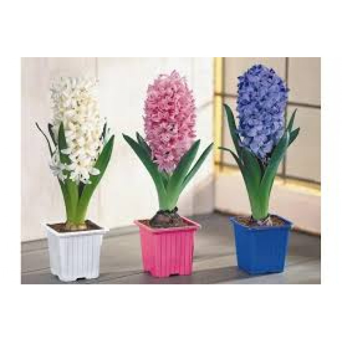 Гиацинты в Шахтинске