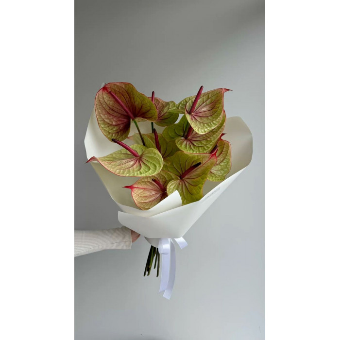 Антуриумы в Шахтинске