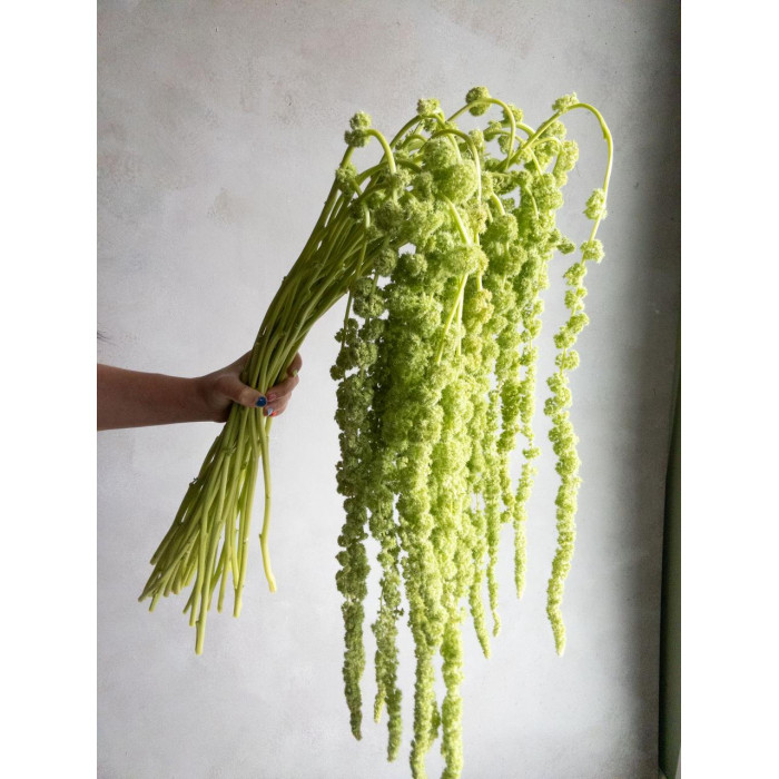 Амарантус в Шахтинске