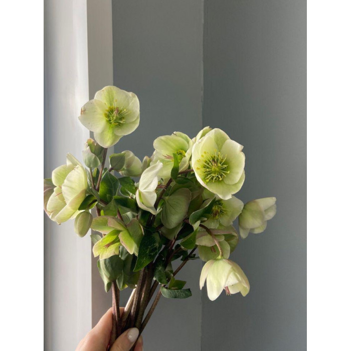 Хелеборус в Шахтинске