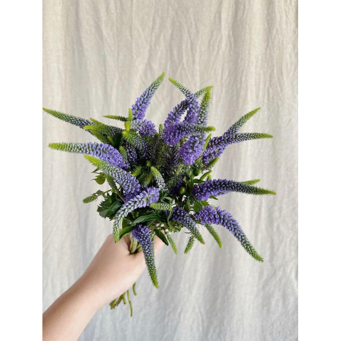 Вероника в Шахтинске