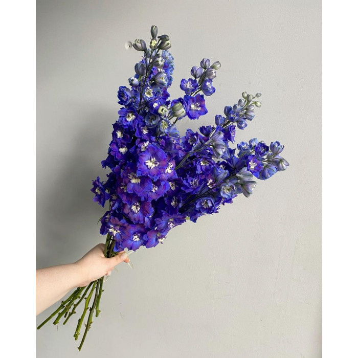 Делфиниум в Шахтинске