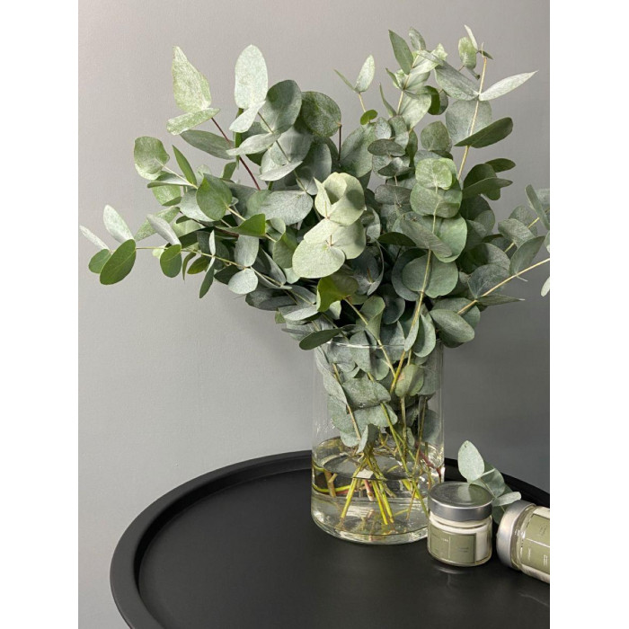 Эвкалипт в Шахтинске