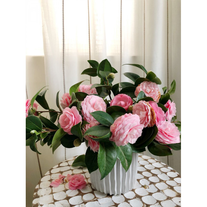 Камелия в Шахтинске