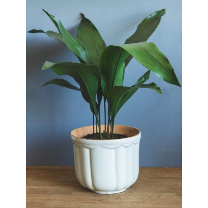 Аспидистра в Шахтинске