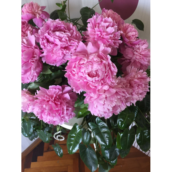 Пион древовидный в Шахтинске