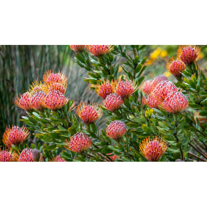 Леукоспермум в Шахтинске