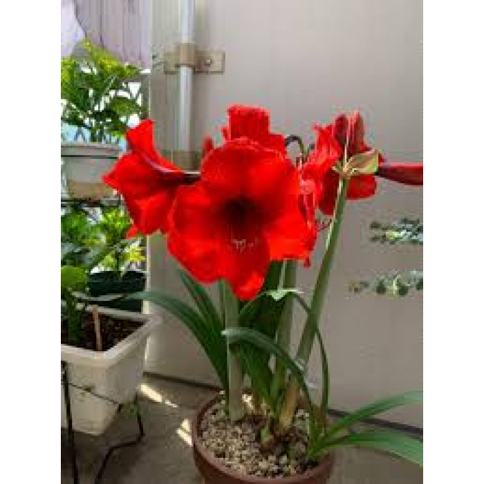 Амариллис в Шахтинске
