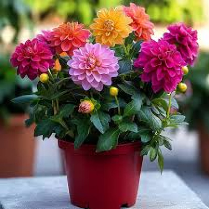 Георгины в Шахтинске