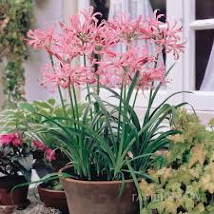 Нерине в Шахтинске