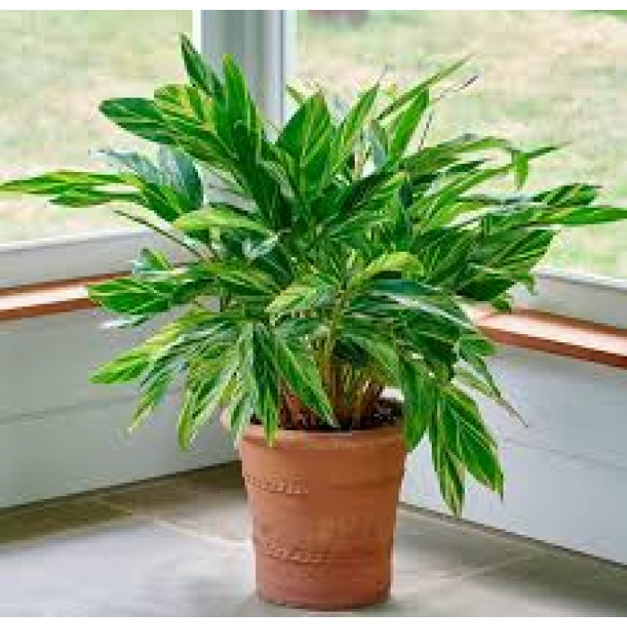 Альпиния в Шахтинске