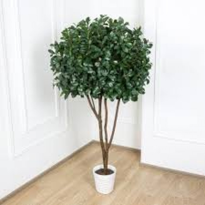 Рускус в Шахтинске