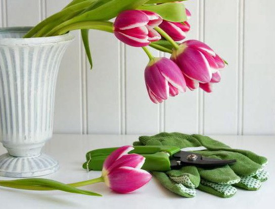 Как реанимировать тюльпаны